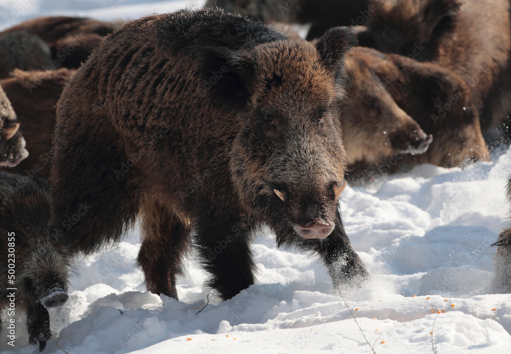 Wild-boar male (Sus scrofa) in winter forest. Wild-boar male (Sus scrofa) in winter forest.