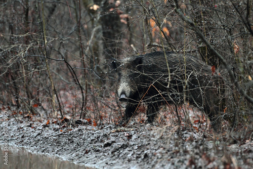 Wild-boar male (Sus scrofa) in autumn forest. photo