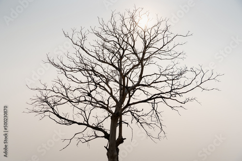 The sun at the edge of the sky shines golden orange on the horizon and reflects on the water surface of the lake. The trees and branches that stand in front of look black.