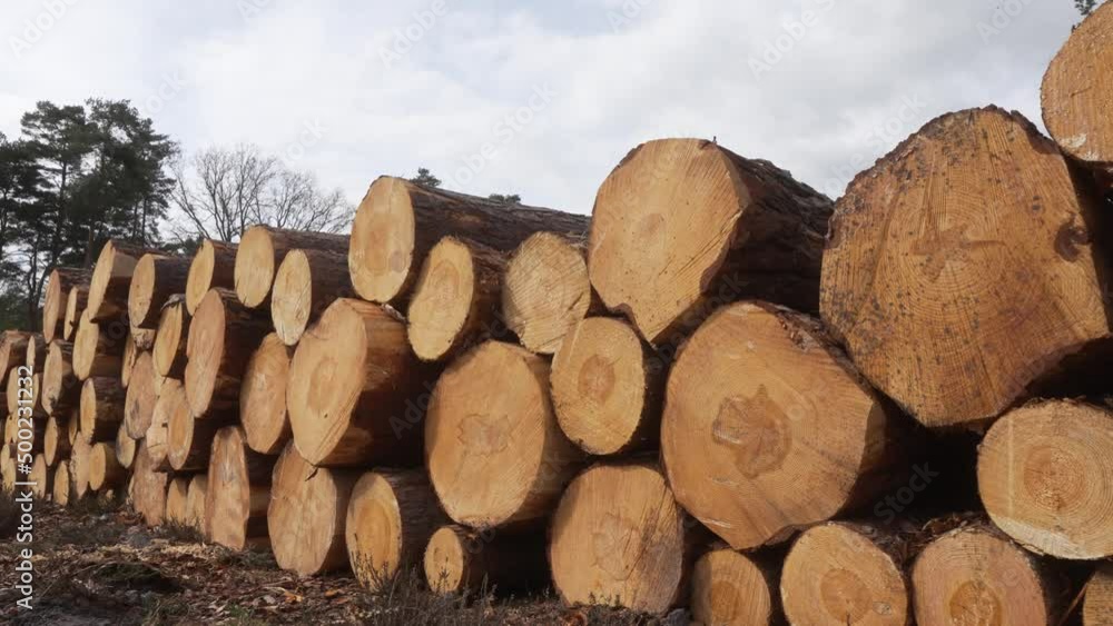 Log piles from pine trees cut down by woodland forestry management coppiced wood stacks drying outdoors in summer sun Log piles from pine trees cut down by woodland forestry management coppiced wood stacks drying outdoors in summer sun