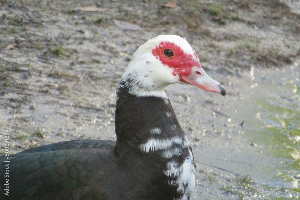 Muscovy duck near the pond in Florida, closeup Muscovy duck near the pond in Florida, closeup