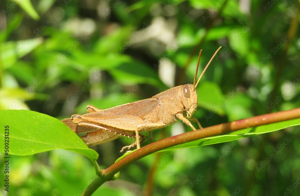 Big tropical grasshopper on branch in Florida wild, closeup Big tropical grasshopper on branch in Florida wild, closeup
