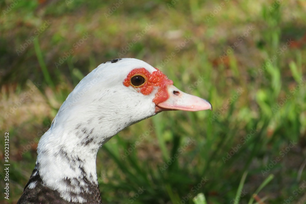Portrait of a muscovy duck on natural green background, closeup Portrait of a muscovy duck on natural green background, closeup