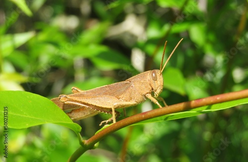 Big tropical grasshopper on branch in Florida wild, closeup