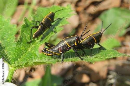 Black tropical grasshoppers on a leafs in Florida nature, closeup