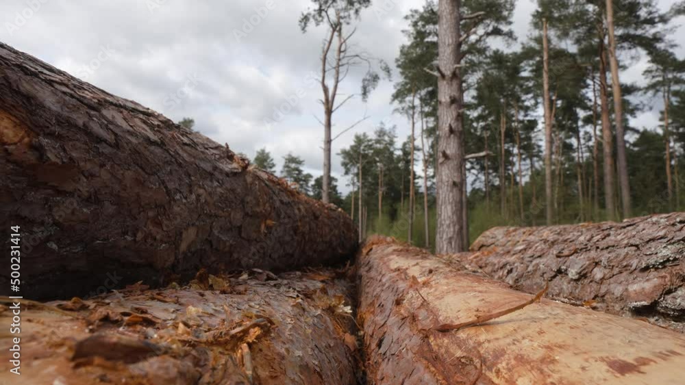 Log piles from pine trees cut down by woodland forestry management coppiced wood stacks drying outdoors in summer sun Log piles from pine trees cut down by woodland forestry management coppiced wood stacks drying outdoors in summer sun