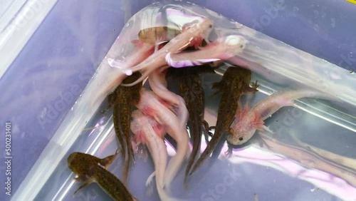 Several young axolotl (Ambystoma mexicanum) on a terraristic & aquaristic expo