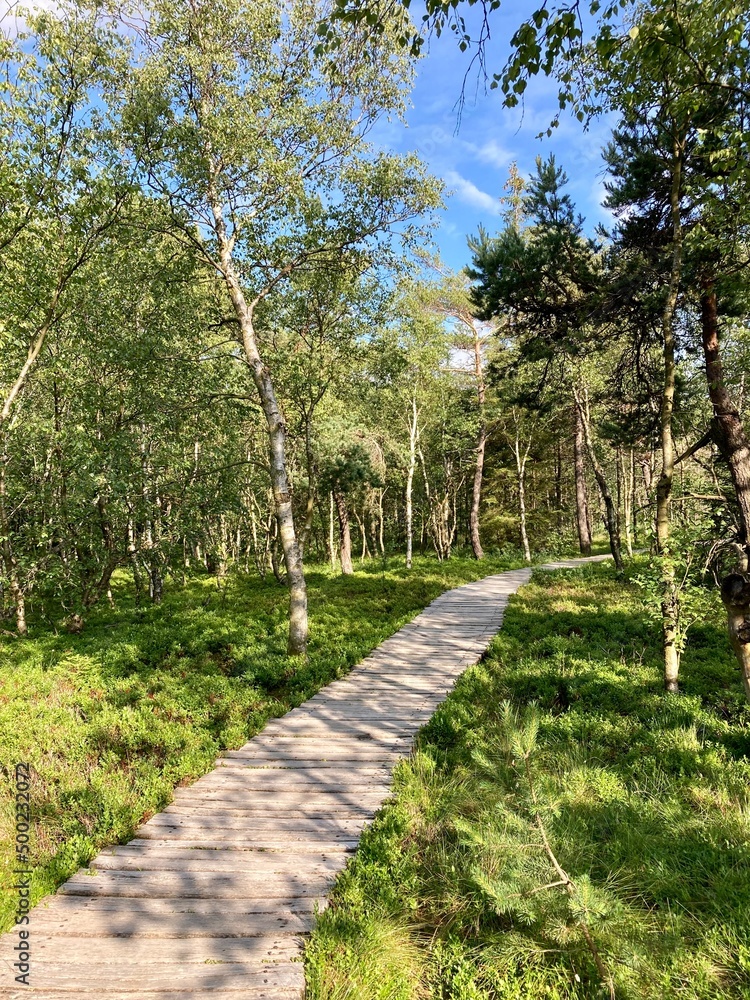 Fototapeta premium Schwarzes Moor in der Rhön