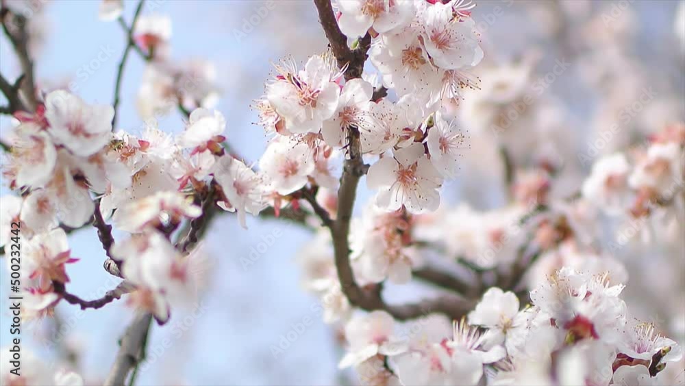 Blossoming tree close up at sunny day next to blue sky Blossoming tree close up at sunny day next to blue sky