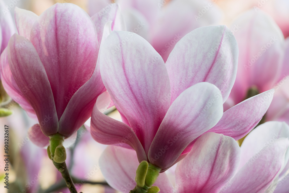 Delicate pink magnolia flowers in full bloom close up