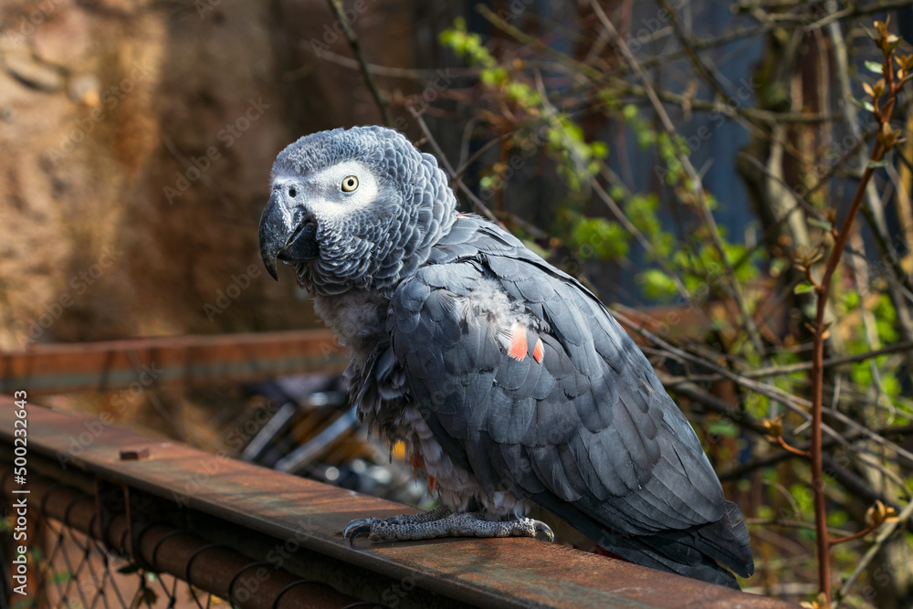 Portrait of a gray parrot close up. The background is blurred Portrait of a gray parrot close up. The background is blurred