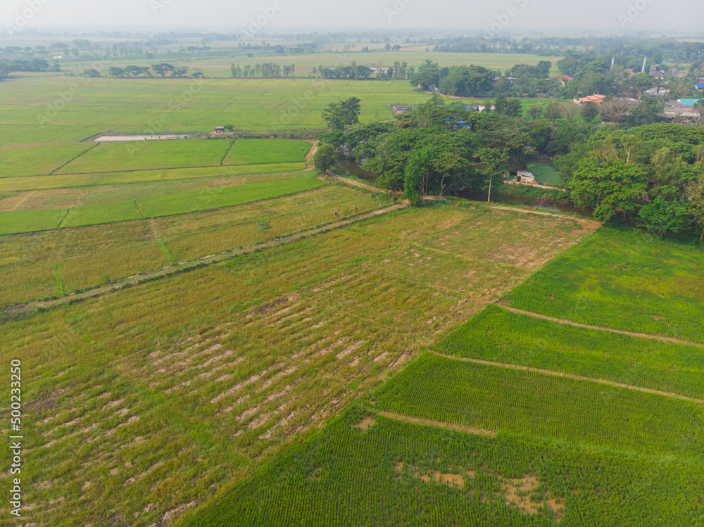 Green paddy rice plantation field in rural village