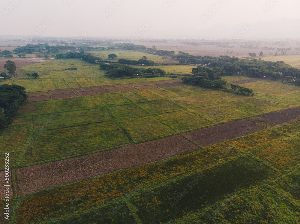 Green paddy rice plantation field in rural village