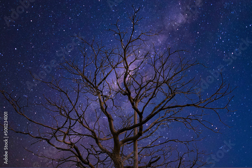 Tree silhouetting the Milky Way.Dry tree silhouette with night concept