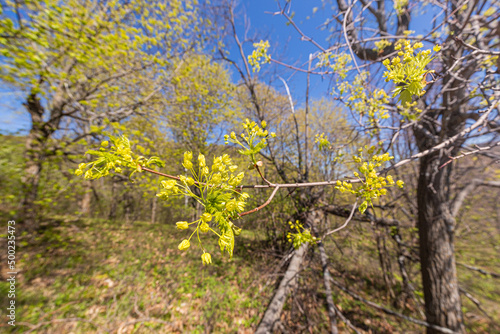 spring shoots with small buds and leaves at forest or park