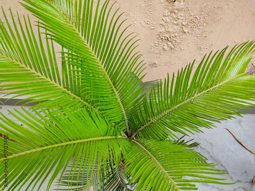 Fresh and tender leaves of a palm plant