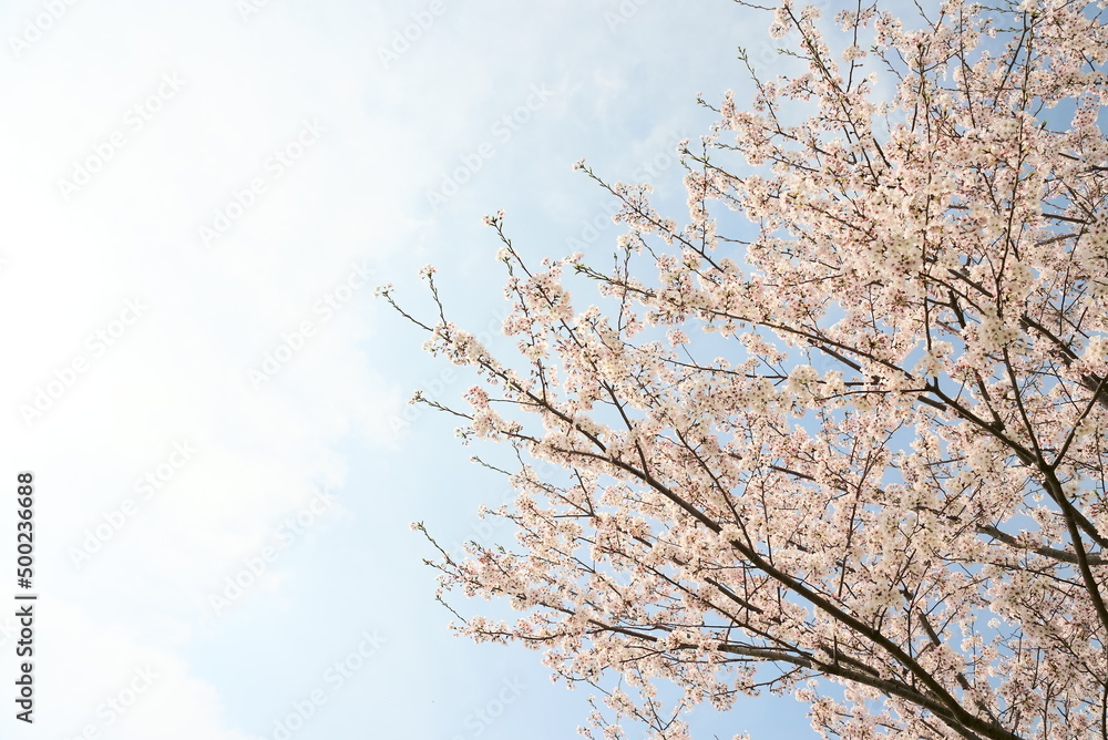 ピンク色の可愛い桜の木と青い空 ピンク色の可愛い桜の木と青い空