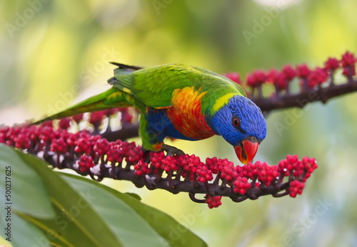 Fotografie Australian Rainbow Lorikeet eating red flowers