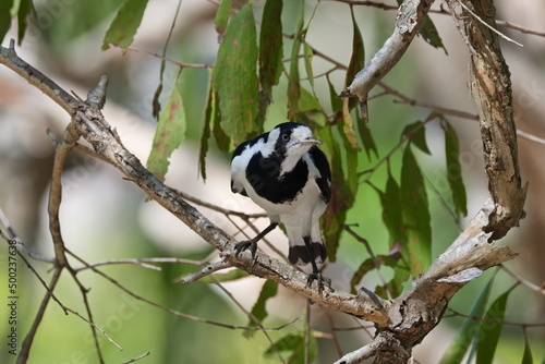 Australian Magpie-lark perched on a branch photo