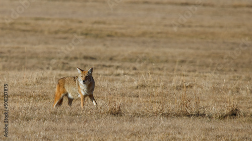 large coyote hunting mice in field 