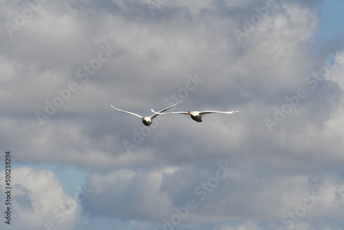 A pair of Mute swans in flight in front of a cloudy sky