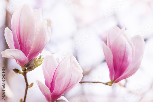Beautiful blooming magnolia branch in spring closeup. Flowering magnolia tree.