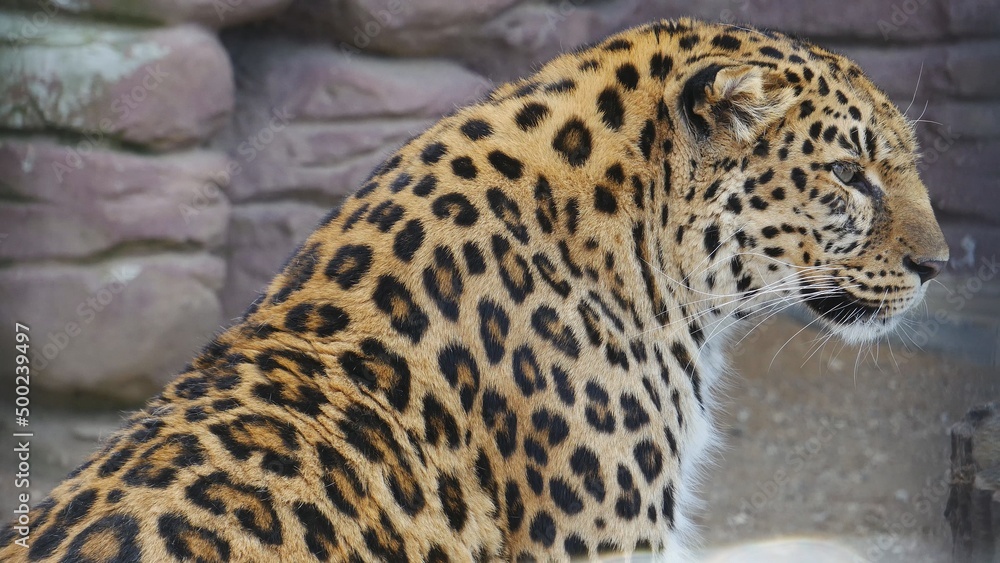 Fototapeta premium A leopard sits in a zoo enclosure.