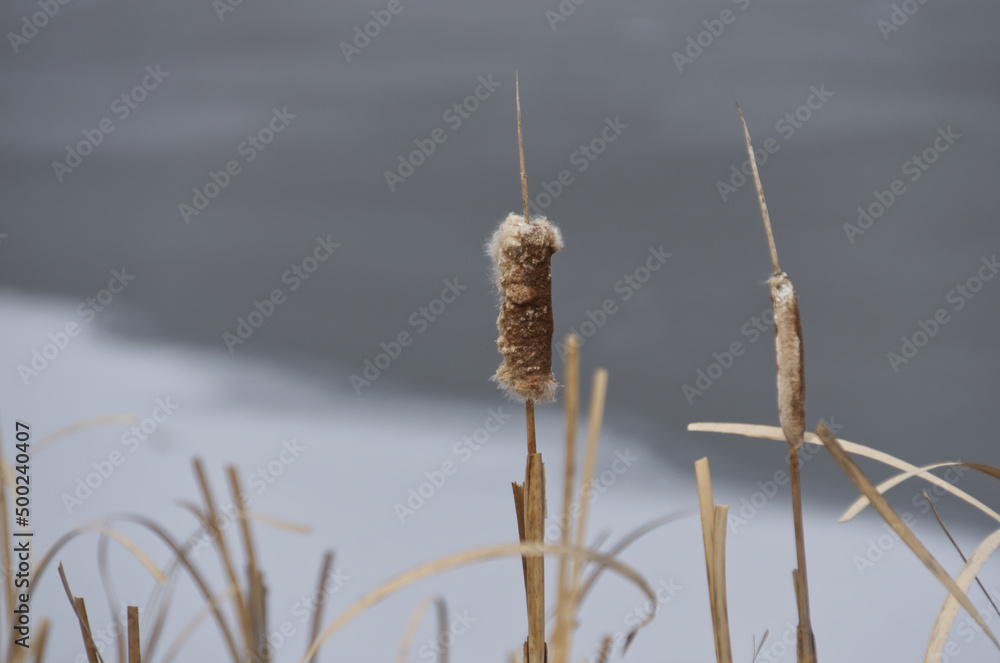 Fototapeta premium Cattail Reeds in the Early Spring