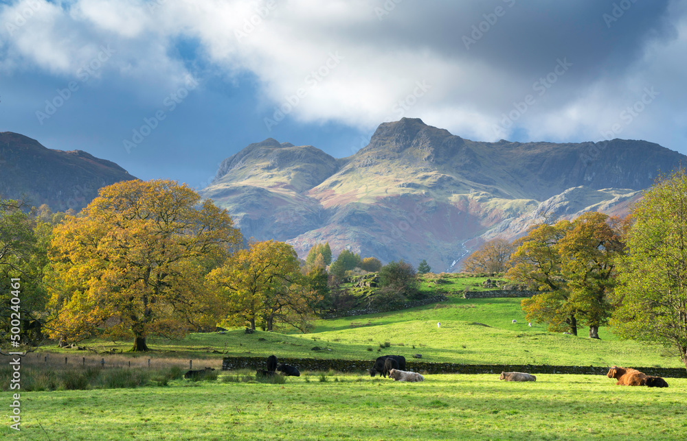 Sunny autumn afternoon in the Lake District looking toward the Langdale Pikes and gorgeous autumnal trees, with cows grazing in the pasture Sunny autumn afternoon in the Lake District looking toward the Langdale Pikes and gorgeous autumnal trees, with cows grazing in the pasture