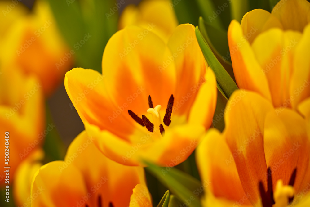 beautiful abstract background with flowers in blur dof. beautiful abstract background with flowers in blur dof.
