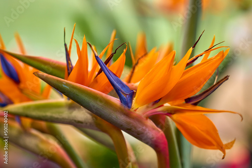 beautiful abstract background with flowers in blur dof.