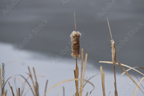 Cattail Reeds in the Early Spring