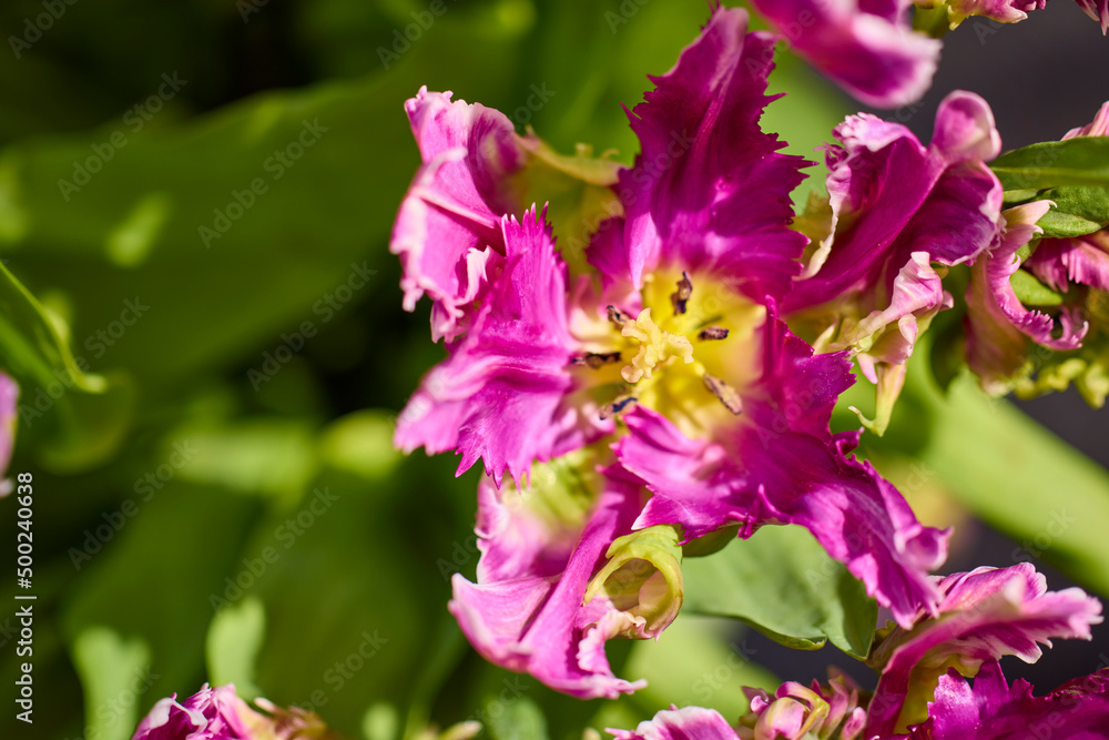 Title: beautiful abstract background with flowers in blur dof. Title: beautiful abstract background with flowers in blur dof.
