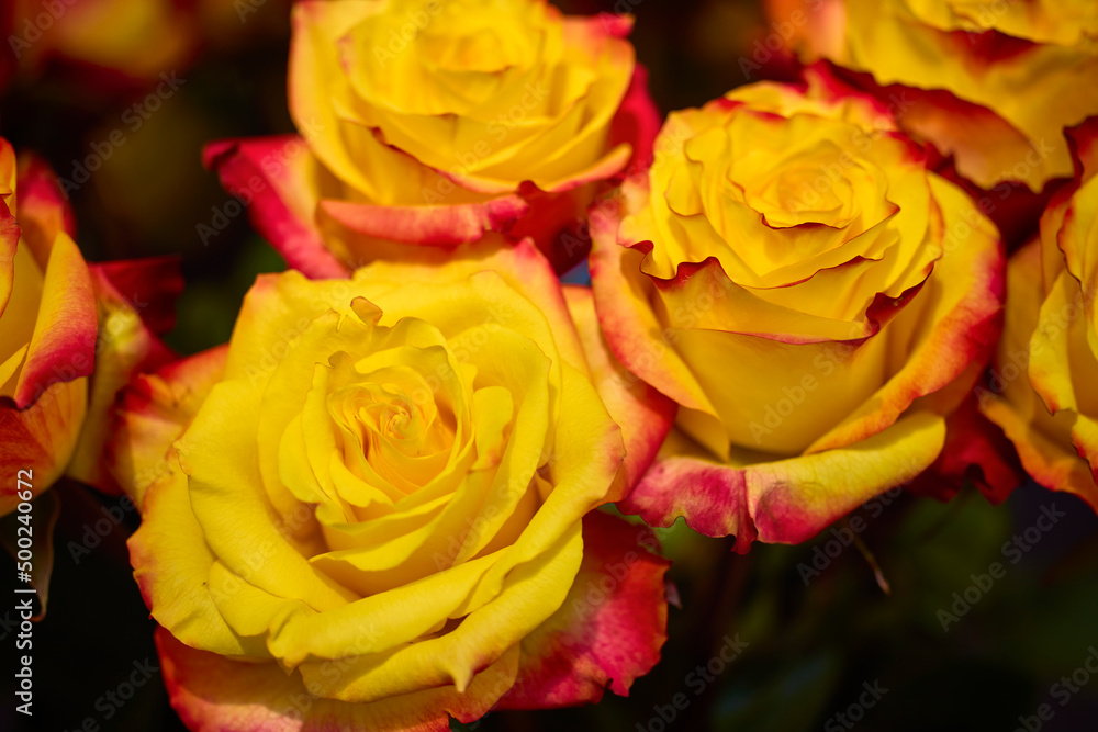 beautiful abstract background with flowers in blur dof. beautiful abstract background with flowers in blur dof.