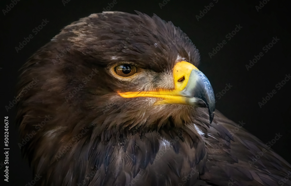 Adlerbussard Porträt Adlerbussard Porträt