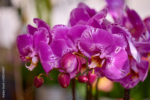 beautiful abstract background with flowers in blur dof.