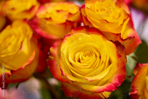 beautiful abstract background with flowers in blur dof.