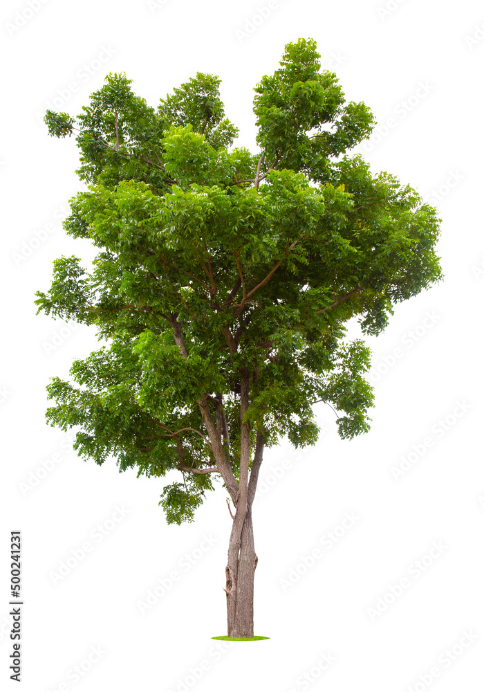 Fototapeta premium Tree isolated on white background, With Clipping path.