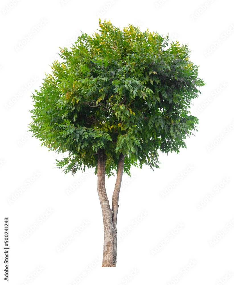 Naklejka premium Tree isolated on white background, With Clipping path.