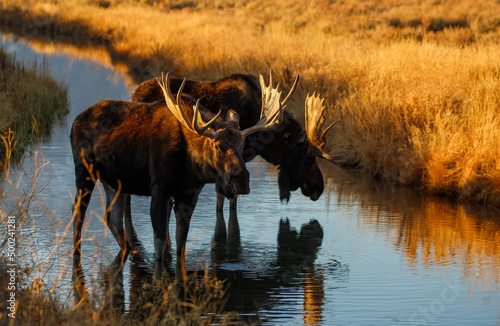 Bull moose at sunset in mountain stream photo