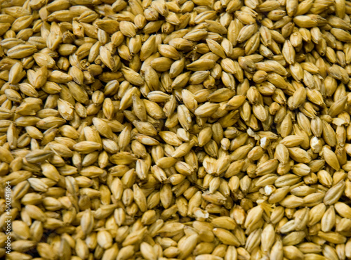 Malted Barley grains