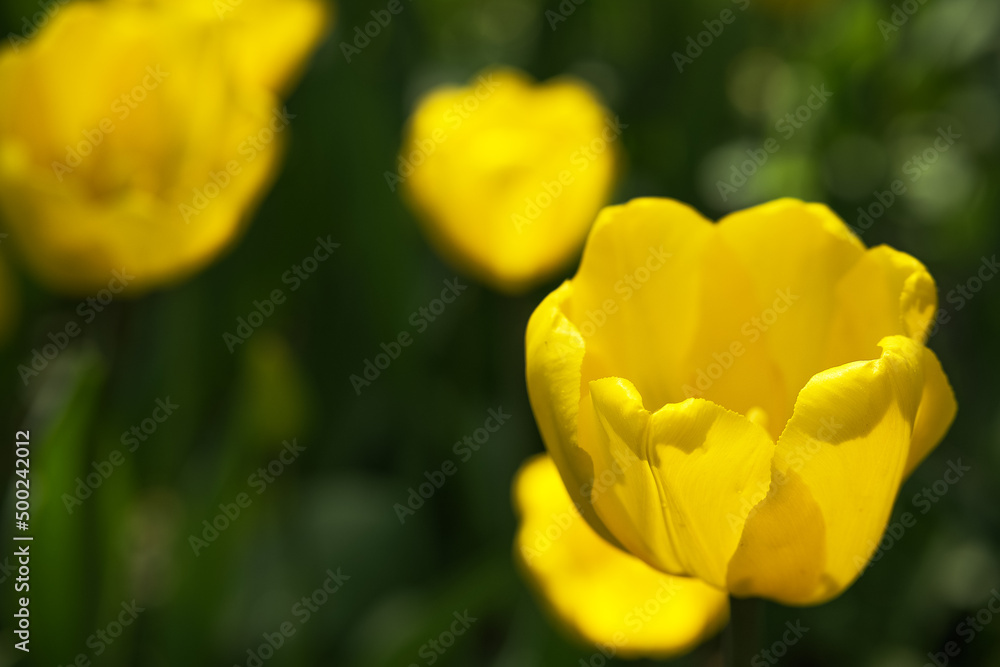 Spring background with brights sunlit yellow tulips. Spring background with brights sunlit yellow tulips.