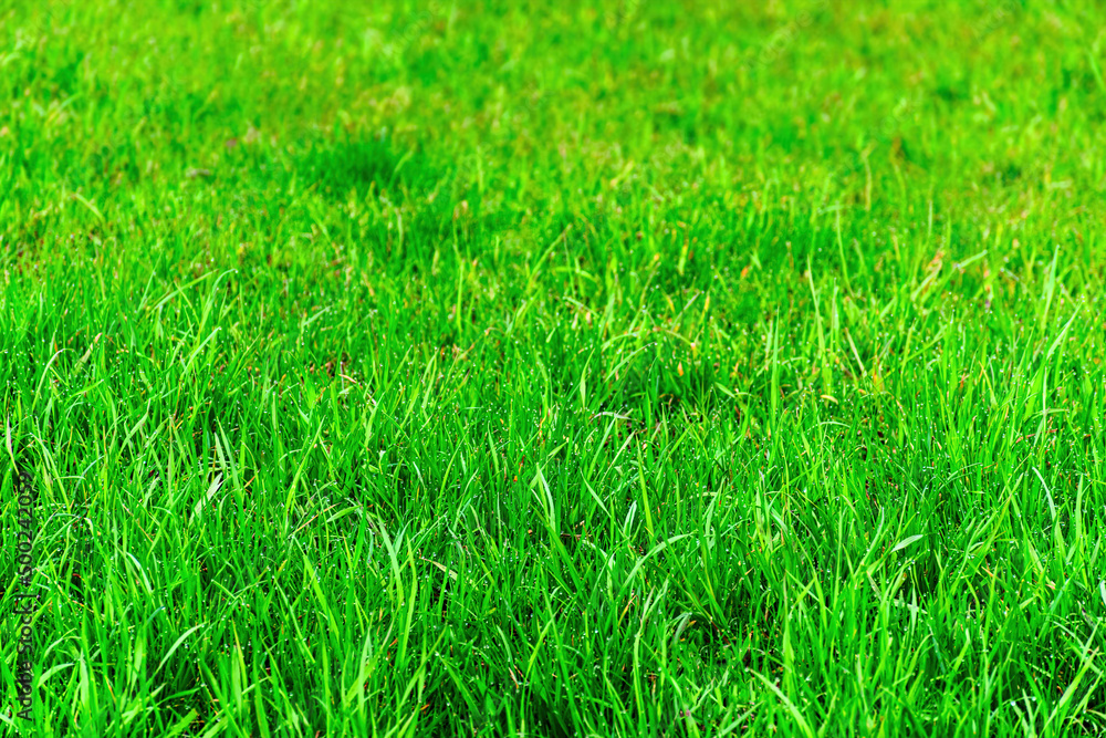 Green grass background texture as element for vivid eco nature design. shallow deep of focus