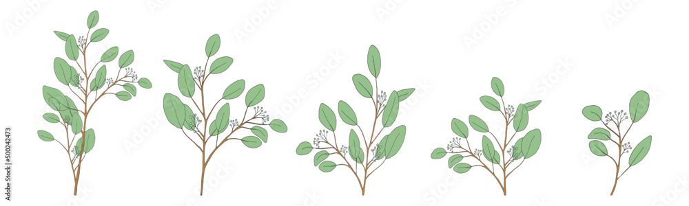 Eucalyptus leaves round shape on branches.Set Vector Illustration Natural green leaves elements, Eucalyptus Populus isolated on white background simple and cute design for textile or greeting card