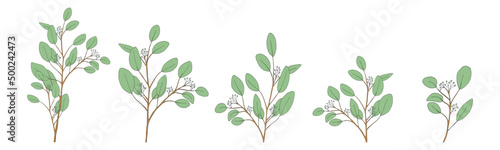 Eucalyptus leaves round shape on branches.Set Vector Illustration Natural green leaves elements, Eucalyptus Populus isolated on white background simple and cute design for textile or greeting card © Anchalee