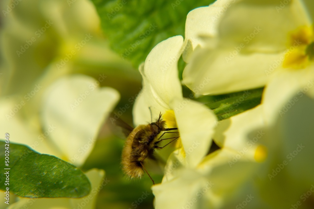 Fluffy fly on the yellow flower in nature. Slovakia Fluffy fly on the yellow flower in nature. Slovakia