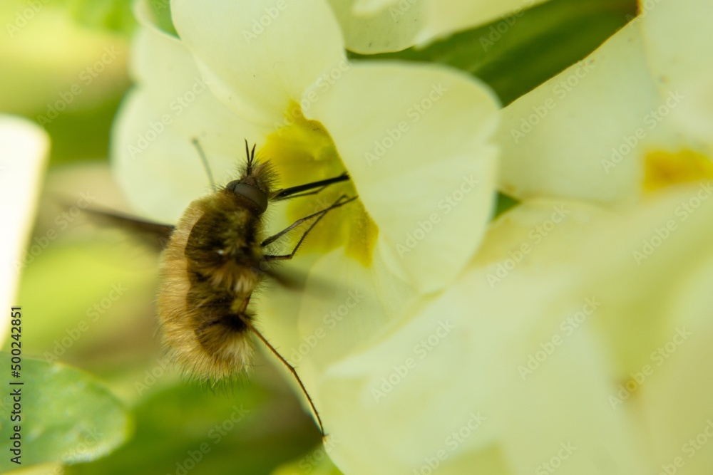 Fluffy fly on the yellow flower in nature. Slovakia Fluffy fly on the yellow flower in nature. Slovakia