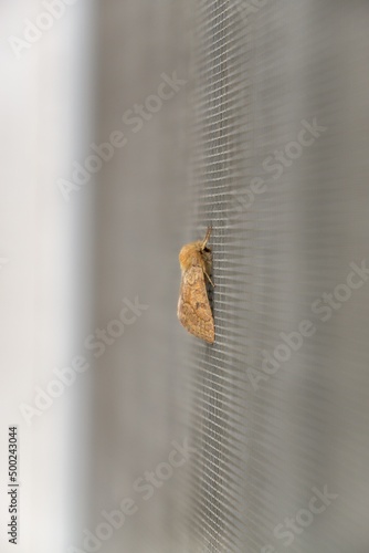 Moth sitting on the window. Slovakia