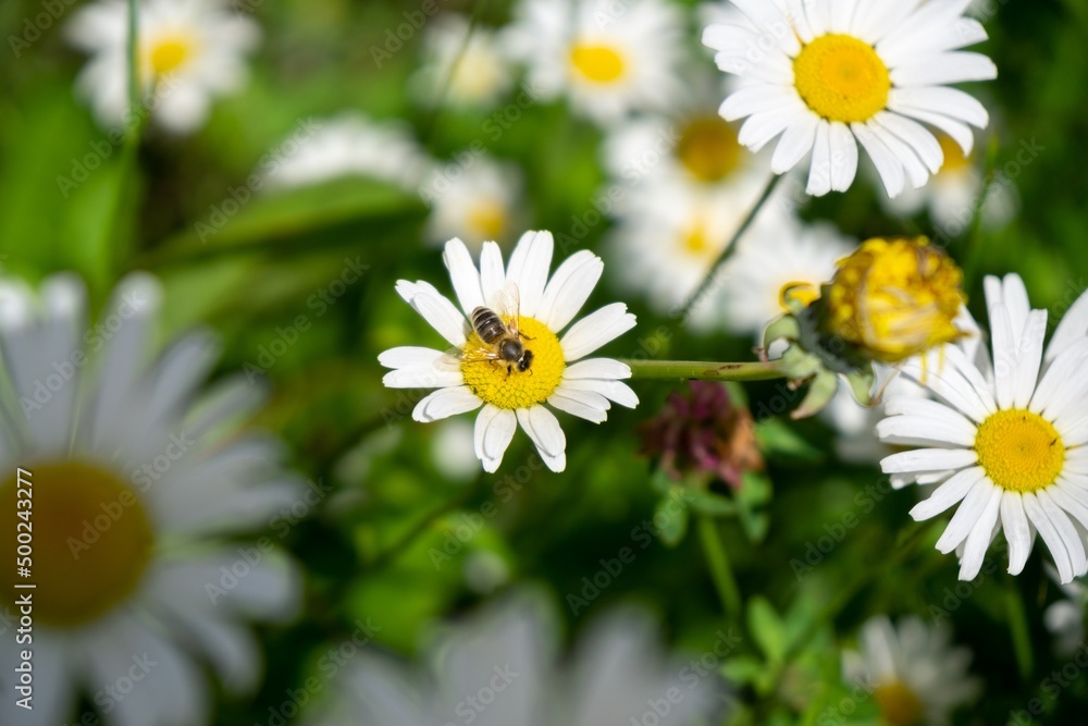 Fototapeta premium Bee insect on the flowers. Slovakia