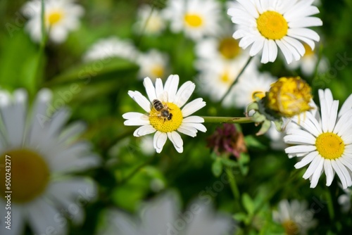 Bee insect on the flowers. Slovakia